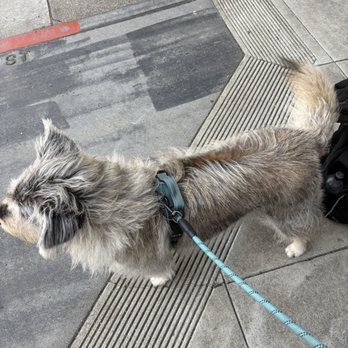 VIP Grooming - Pet Groomers Near Me - San Francisco, California