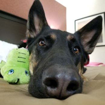Quality Inn Buellton - Solvang - Dog friendly! - Hotels Near Me - Buellton, California Quality Inn Buellton - Solvang - Dog friendly! - Hotels Near Me - Buellton, California