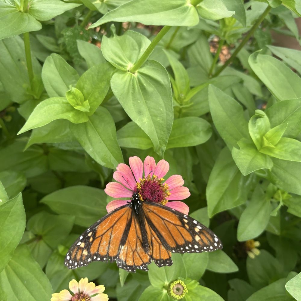Butterfly Farm - Fruits & Veggies Near Me - Lincoln, Rhode Island Butterfly Farm - Fruits & Veggies Near Me - Lincoln, Rhode Island