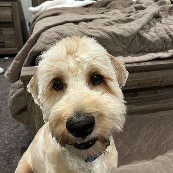 PetSmart - Note how uneven his face is. And, no idea why his ears were shaved. - Pet Training Near Me - Fountain Valley, California PetSmart - Note how uneven his face is. And, no idea why his ears were shaved. - Pet Training Near Me - Fountain Valley, California