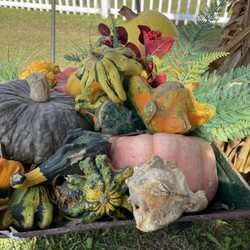 Humphrey Farm - Pumpkins at Humphrey Farms