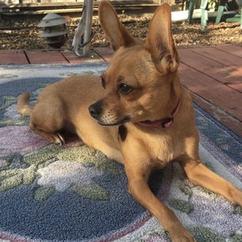 Alpine Veterinary Hospital - She loved sun bathing - Veterinarians Near Me - Concord, California Alpine Veterinary Hospital - She loved sun bathing - Veterinarians Near Me - Concord, California