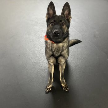 Off Leash K9 Training- Bay Area - Pet Training Near Me Off Leash K9 Training- Bay Area - Pet Training Near Me