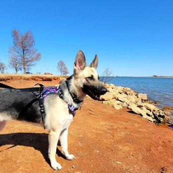 Purrfect Pet Pal OKC - Athena going for a walk at the lake! - Dog Walkers Near Me Purrfect Pet Pal OKC - Athena going for a walk at the lake! - Dog Walkers Near Me