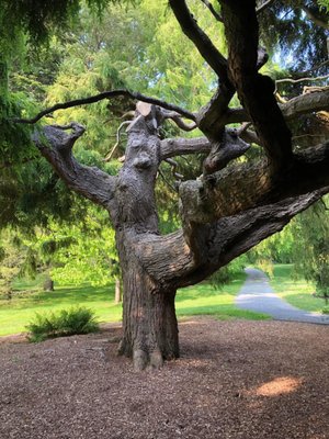 Blithewold Manor, Gardens & Arboretum by null