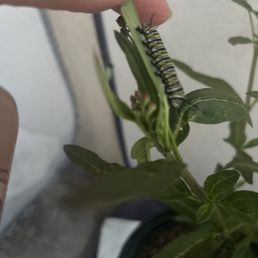 Caterpillar eating from the milkweed Caterpillar eating from the milkweed