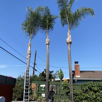 First Class Tree Service - Trimmed trees - Tree Services Near Me