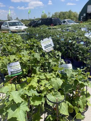 19th Avenue Farmer's Market by null