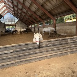 Killarney Riding Stables - Horse