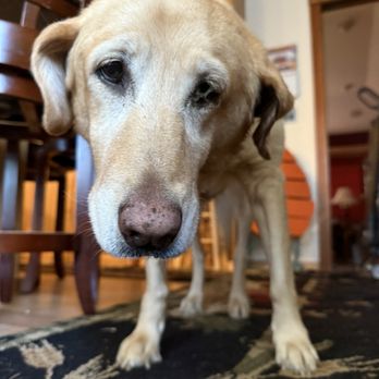 Summit Veterinary Referral Center - This was how she looked when she woke up with her head tilted and the swelling on the left side. - Veterinarians Near Me - Tacoma, Washington