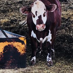 Door Karma Farms - Bedding Pack provides cattle warmth in the winter and safe compost for fields in the summer