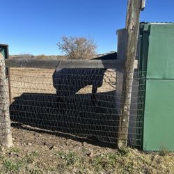 Hallelujah Horse Ranch