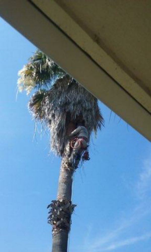 Slide of Flores Tree Service