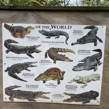 Alligator Sanctuary - Guide to Alligators - Animal Shelters Near Me - Athens, Michigan