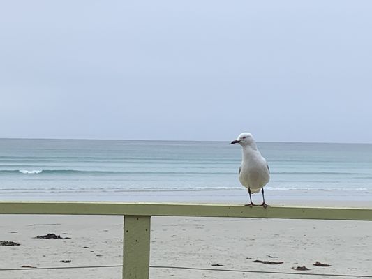 Bridgewater Bay Cafe by null