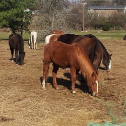 HorsePlay of Gastonia - Spring arrives at Horseplay of Gastonia
