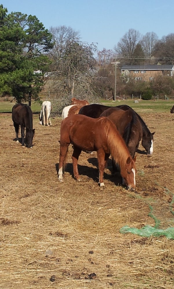 HorsePlay of Gastonia - equestrian in Gastonia, NC