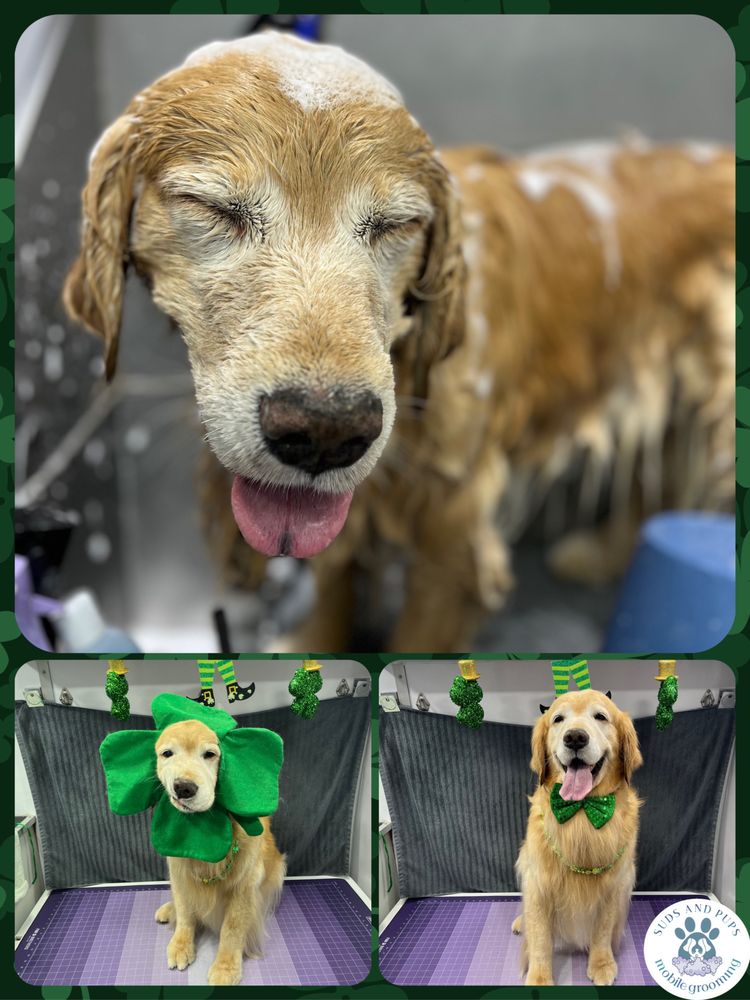 Suds and Pups Image