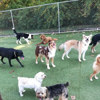 Happy Dogs - Pet Groomers Near Me - Muncie, Indiana