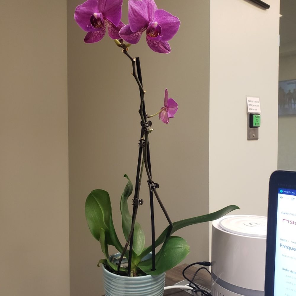 Orchid Orchid