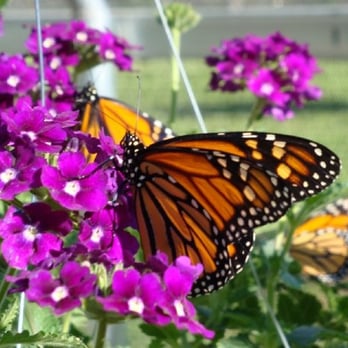 All A Flutter - Monarch nectaring inside of our Flight House - Pet Breeders Near Me - High Point, North Carolina