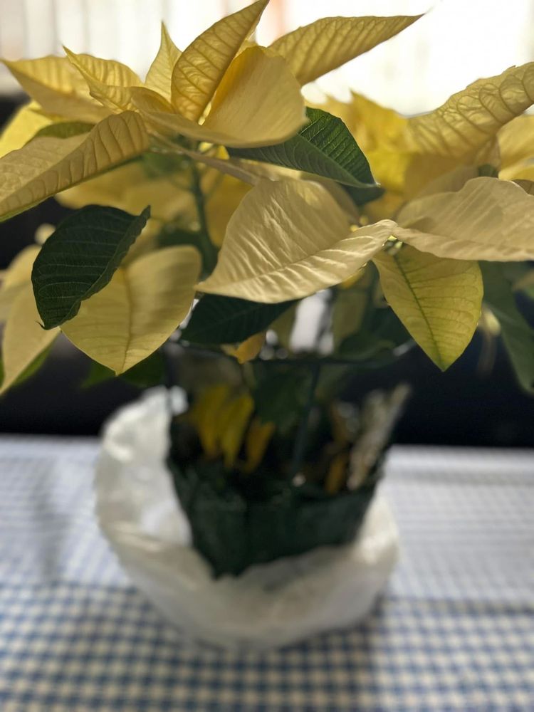 Phenomenal Healthcare & Cleaning - home care agency in Chester, MD