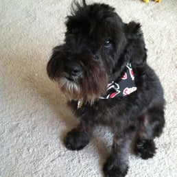 Kaiser looking very clean after his "spa day" at Bayshore Pet Resort. They made him look extra spiffy with the handkerchief! Kaiser looking very clean after his "spa day" at Bayshore Pet Resort. They made him look extra spiffy with the handkerchief!