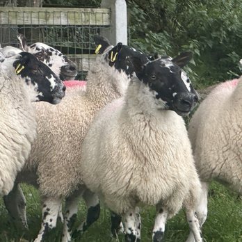 Atlantic Sheepdogs - Tours Near Me