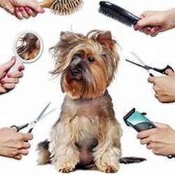 Sabanna’s In-House Grooming 