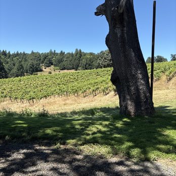 J L Kiff Vineyard - Beautiful day at the vineyard - Wine Tasting Room Near Me - McMinnville, Oregon J L Kiff Vineyard - Beautiful day at the vineyard - Wine Tasting Room Near Me - McMinnville, Oregon