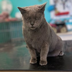 Pet Pals - We groom cats call for details