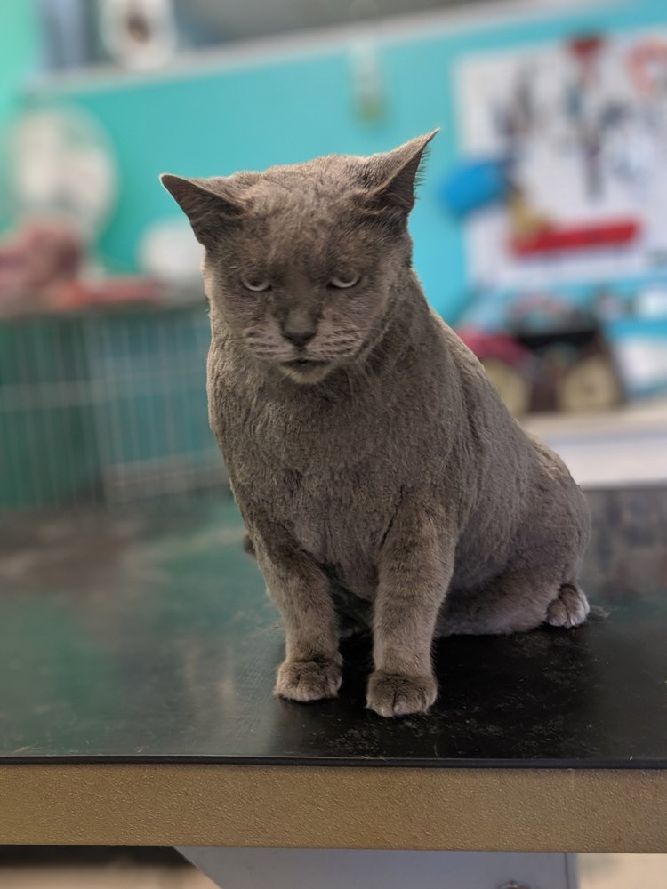 PET PALS Updated August 2024 211 E Midland Rd, Auburn, Michigan