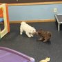 Photo of St Paws Dog Daycare, Boarding & Grooming