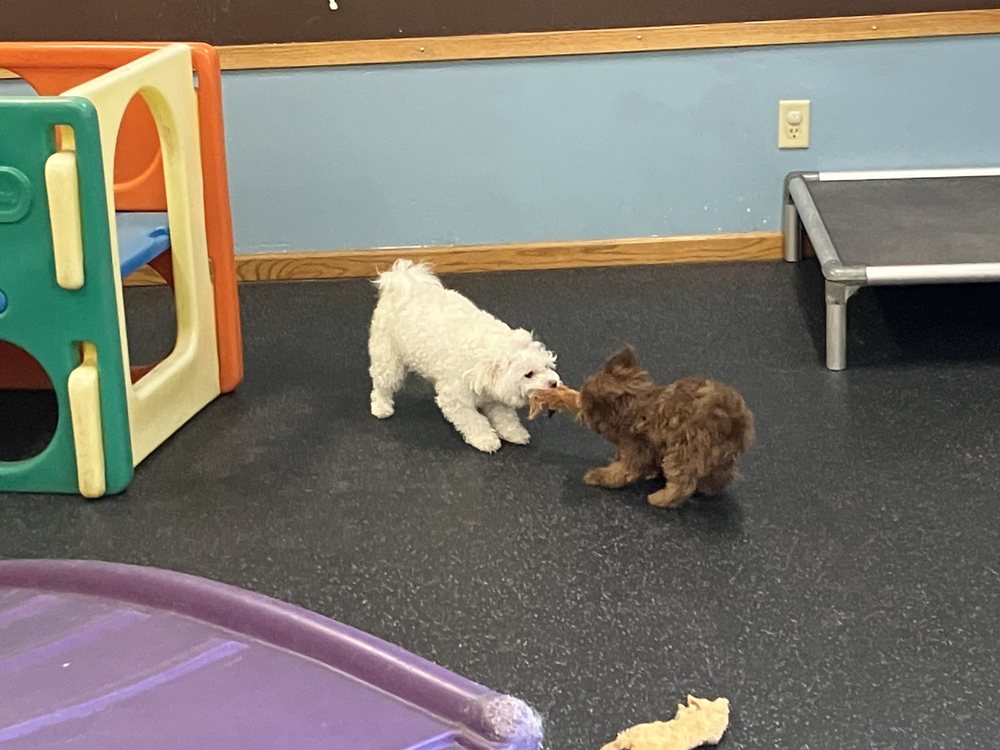 St Paws Dog Daycare, Boarding & Grooming - pet boarding facility in Saint Paul, MN