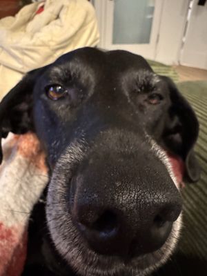 Sully's Snow Goose Saloon by null