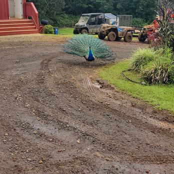 KapohoKine Adventures - There was a peackock as if it wasn't magical enough - Tours Near Me - Hilo, Hawaii KapohoKine Adventures - There was a peackock as if it wasn't magical enough - Tours Near Me - Hilo, Hawaii