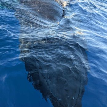 Dive Maui - Cricket swimming under the boat - Scuba Diving Near Me - Lahaina, Hawaii
