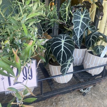 Trader Joe's - Potted elephant ear $12.99, super cute! - Grocery Near Me - San Antonio, Texas Trader Joe's - Potted elephant ear $12.99, super cute! - Grocery Near Me - San Antonio, Texas