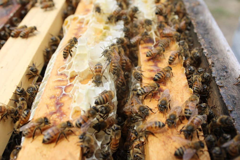 Seminole Bee Farms Logo