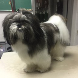 Grooming at Veterinary Associates-Stonefield