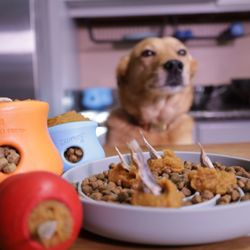 Urban Training Dog - Canine Zelda with four prepped enrichment meals