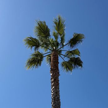 Juarez Tree Service - After Trimming - Tree Services Near Me Juarez Tree Service - After Trimming - Tree Services Near Me