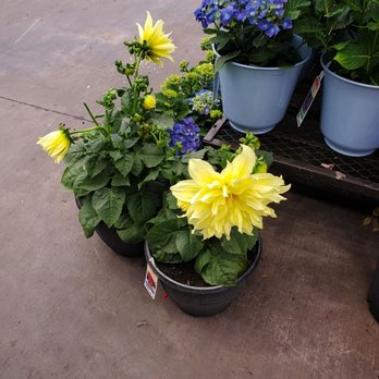 Lowe's Home Improvement - Dinner plate dahlia my grandma has these so gorgeous! Annuals were all healthy also. - Home Decor Near Me - Pico Rivera, California Lowe's Home Improvement - Dinner plate dahlia my grandma has these so gorgeous! Annuals were all healthy also. - Home Decor Near Me - Pico Rivera, California