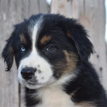 Mott Ranch - Pet Breeders Near Me