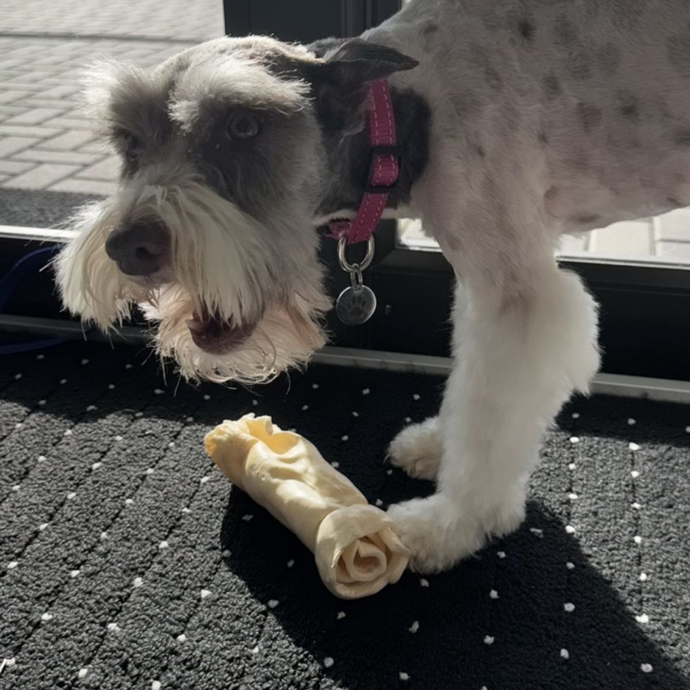 PetSmart - PETSMART WEED WHACKED MY BABY! Skin Walker vibes! - Pet Training Near Me - Port St Lucie, Florida PetSmart - PETSMART WEED WHACKED MY BABY! Skin Walker vibes! - Pet Training Near Me - Port St Lucie, Florida