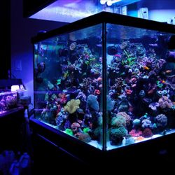 Getwet Aquariums and Aquatic Ecosystems