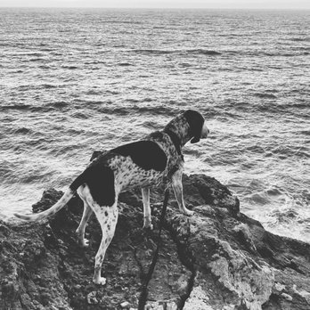 Timber Cove Resort - The dog. - Hotels Near Me - Jenner, California