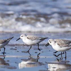 Pismo State Beach - Pismo State Beach