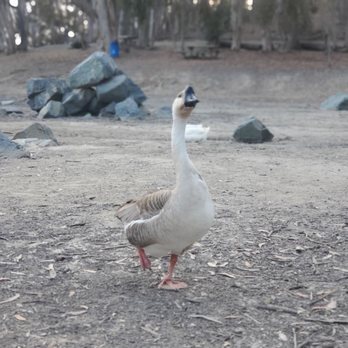 Chollas Lake Park - Parks Near Me - San Diego, California Chollas Lake Park - Parks Near Me - San Diego, California