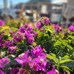 Breathless Cabo San Lucas